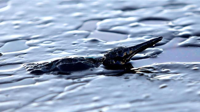Βόλος: Θαλάσσια ρύπανση με άλμη ελαιών