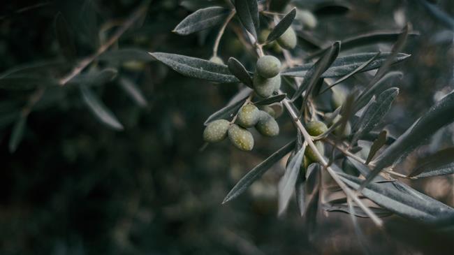 Επισκόπηση Εισαγωγών: Επιτραπέζιες Ελιές