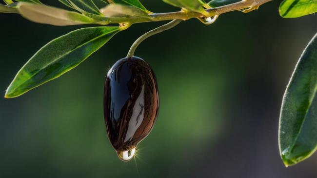 Βαρέα μέταλλα σε ελαιόκαρπο και λάδι στην περιοχή του Τεμπλονίου