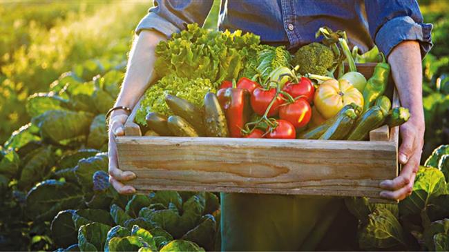 Μεσαρά: "Πετούν" τόνους κηπευτικών ενώ η Ελλάδα εισάγει από Τουρκία - Βαλκάνια