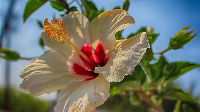 Άμεση επιχορήγηση μέσω κρατικής ενίσχυσης στον ανθοκομικό τομέα