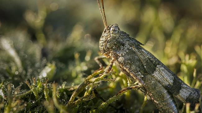 Kenya beats back desert locust upsurge for now, but East Africa remains at risk