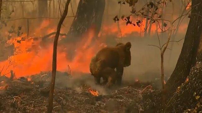 Φωτιές στην Αυστραλία: Εφιαλτικός απολογισμός για δισεκατομμύρια ζώα