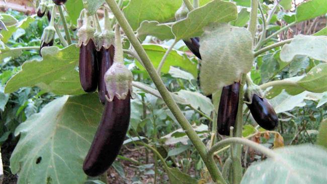 Ασθένειες στην  υπαίθρια μελιτζάνα