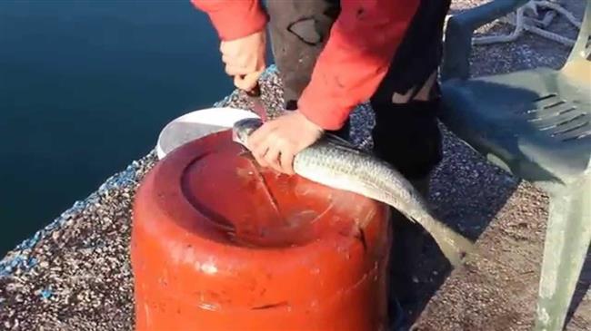 Ψαρεύουν κεφαλόπουλα στον Κηφισό- Στο ύψος του Ρέντη