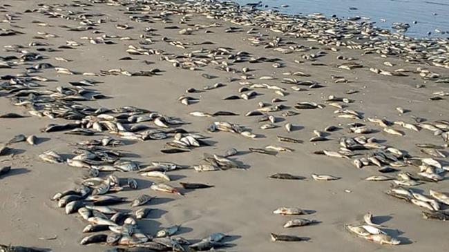 Νεκρά ψάρια σε παραλία της Ρόδου