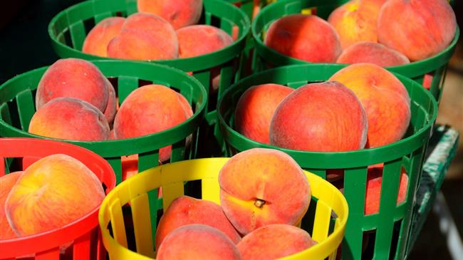 ΕΟΑΣΝΛ: Έως τέλος Μαρτίου οι αποζημιώσεις για Μήλα, Ροδάκινα, Νεκταρίνια, Βερίκοκα και Κάστανα