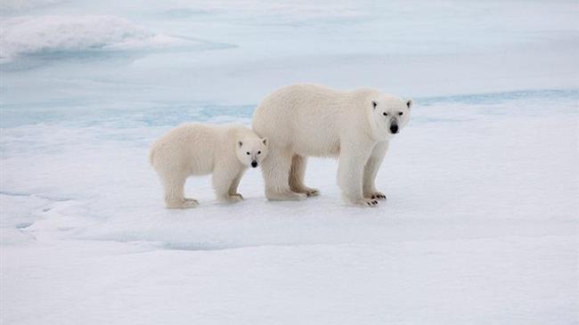 Πολικές αρκούδες: Απειλούνται με εξαφάνιση έως το 2100