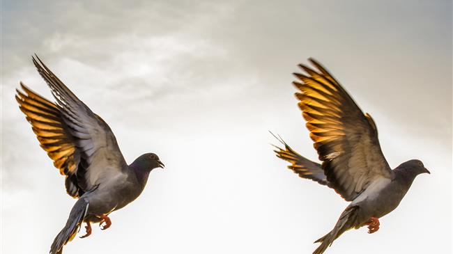 Εστίες γρίπης των πτηνών στην Ε. Ε.