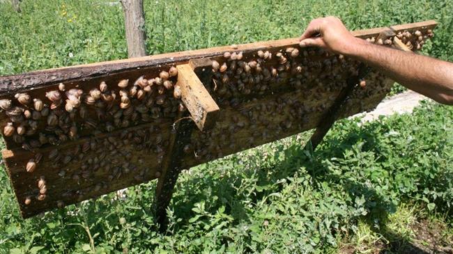 Ουκρανία: Οι αγρότες του σαλιγκαριού φοβούνται την κατάρρευση λόγω lockdown