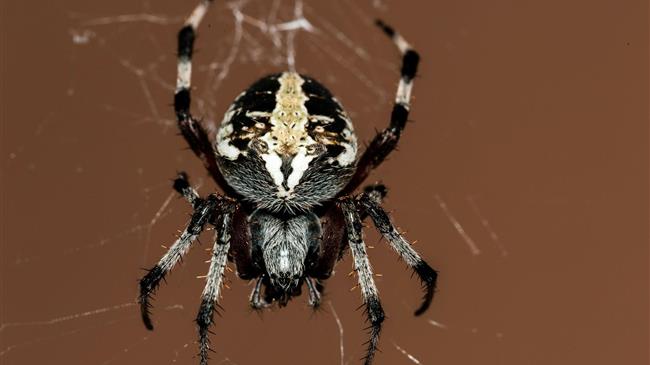 Εξιτήριο για το κοριτσάκι που το τσίμπησε μαύρη αράχνη