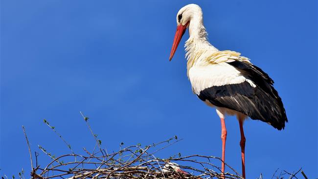 Περισσότεροι φέτος οι πελαργοί σε Θεσπρωτία και Πρέβεζα