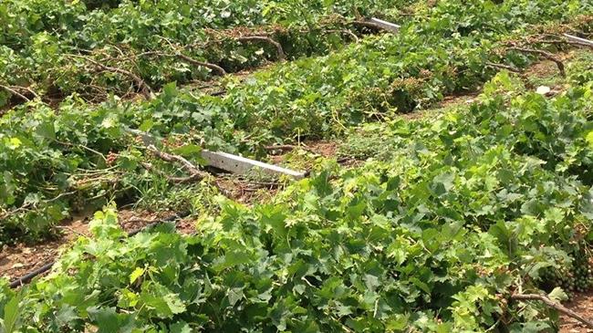 Παιδής: κοντά στους πληγέντες παραγωγούς σε περιοχές του Δ. Τυρνάβου