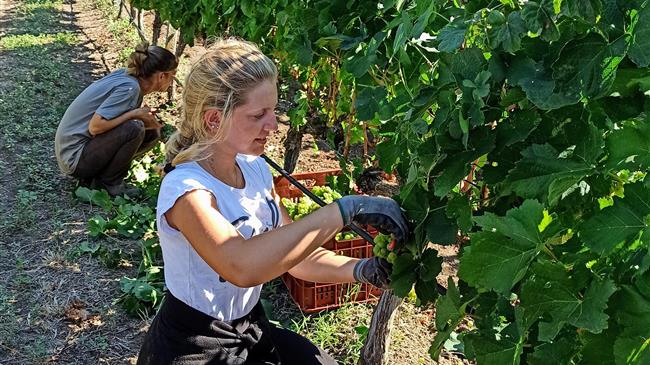 Ξεκίνησε η «γιορτή του τρύγου» στην Πιερία