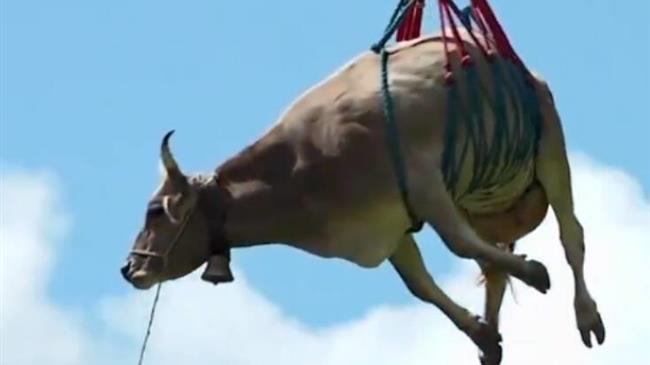 Ελβετία: Με ελικόπτερο μεταφέρουν τις τραυματισμένες αγελάδες