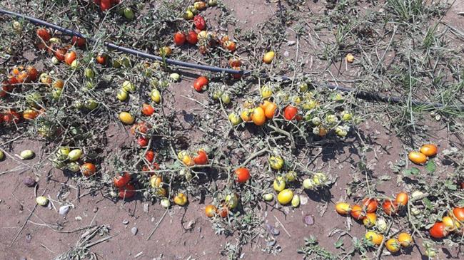 Φάρσαλα: Άμεσες και δίκαιες αποζημιώσεις στους χαλαζόπληκτους αγρότες