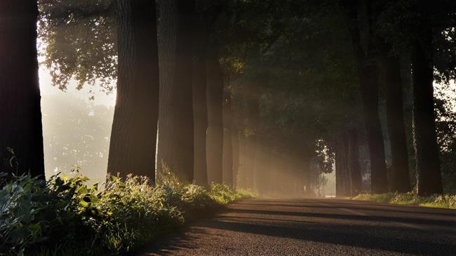 European forest owners and managers call for major clarifications on the new EU Forest Strategy