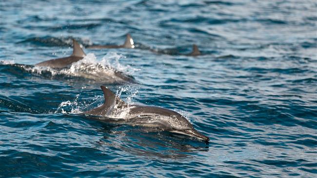 Η Ελλάδα στην πρώτη γραμμή για την προστασία των θαλάσσιων θηλαστικών