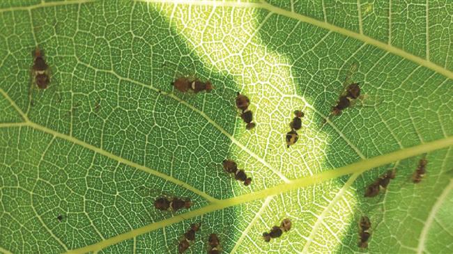 Κρήτη: Θερίζει τις ελιές ο δάκος - Στον καύσωνα ποντάρουν πλέον οι αγρότες