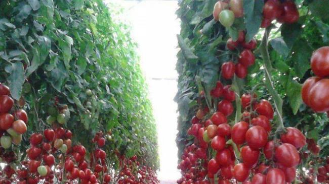 Ανάγκη άμεσης στήριξης των παραγωγών των θερμοκηπιακών καλλιεργειών κηπευτικών της Ιεράπετρας