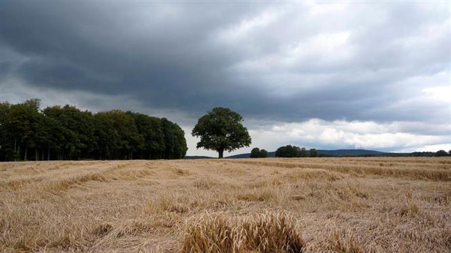 Ένα δέντρο, μια ιστορία  Από γενιά σε γενιά