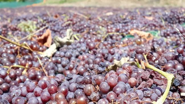 Δημοσιεύθηκε το ΦΕΚ για de minimis σε μεταποιητικές και εμπορικές επιχειρήσεις κορινθιακής σταφίδας και σουλτανίνας