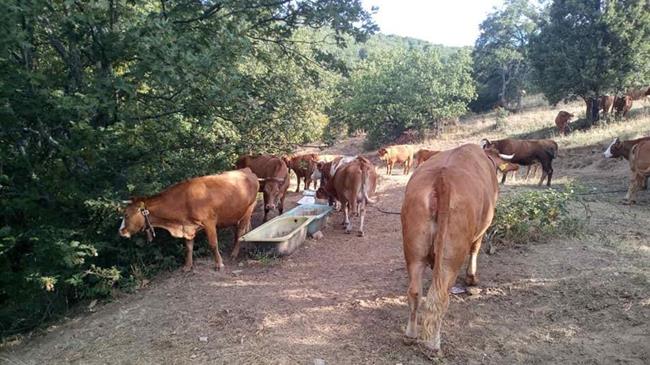 Πελοπόννησος: Πιστώσεις για προμήθεια ζωοτροφών στους πυρόπληκτους κτηνοτρόφους