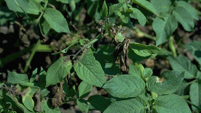 Σε απόγνωση οι πατατοπαραγωγοί της Πελοποννήσου, εξαιτίας των ζημιών που υπέστησαν από την κακοκαιρία Ελπίδα