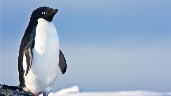 Ανακαλύφθηκαν νέες αποικίες αυτοκρατορικών πιγκουίνων στην Ανταρκτική