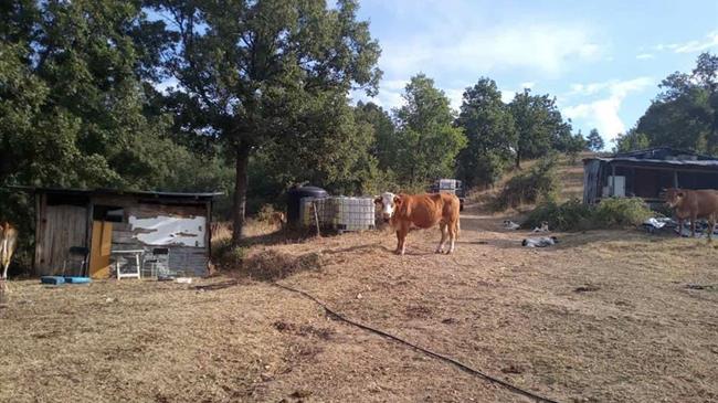 Σύλλογος Κτηνοτρόφων Δράμας: Έλλειψη υποδομών για ακόμη μια χρονιά