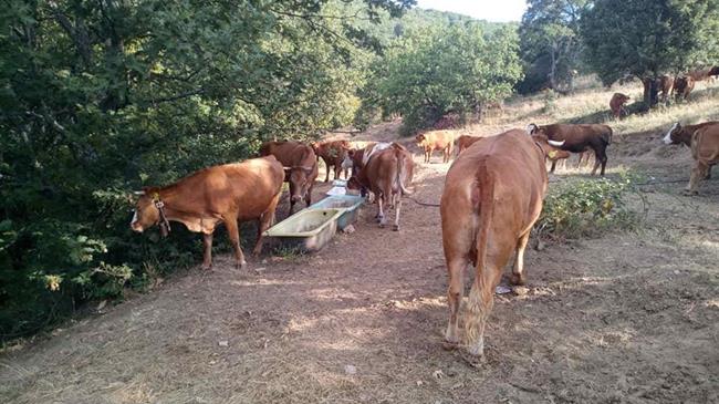 «Η κυβέρνηση δεν θα εγκαταλείψει τους κτηνοτρόφους»