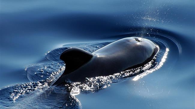 Απίστευτες εικόνες από Μάνη: Φάλαινα 20 μέτρων κολυμπούσε δίπλα από φουσκωτό