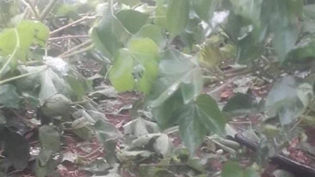 Ανάγκη άμεσης στήριξης των χαλαζόπληκτων αγροτών των Φαρσάλων