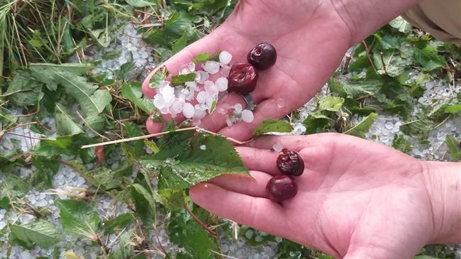 Ζημιές σε αγροτικές καλλιέργειες από χαλαζόπτωση στην ορεινή Κορινθία