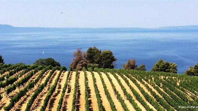 ΟΠΕΚΕΠΕ: Πληρωμή 1ης εκκαθάρισης για τον αμπελώνα Ν. Θήρας