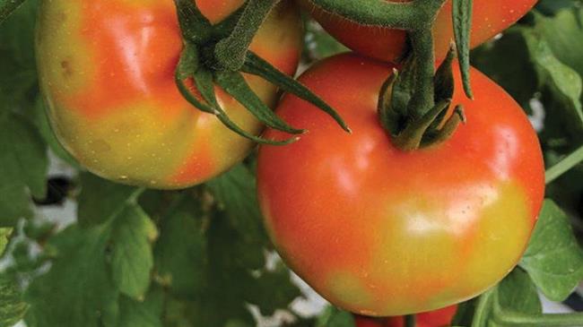 Ο Ιός Της Καστανής Ρυτίδωσης Των Καρπών Τομάτας