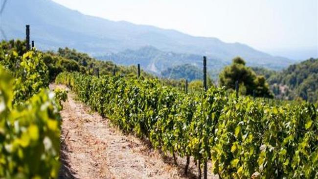 Μέχρι 31/10 οι αιτήσεις για απόκτηση αδειών φύτευσης αμπελώνων