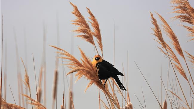 Επιτροπή Φύση 2000: Οι δεσμεύσεις του πρωθυπουργού νέα ευκαιρία για τη διατήρηση της βιοποικιλότητας της Ελλάδας