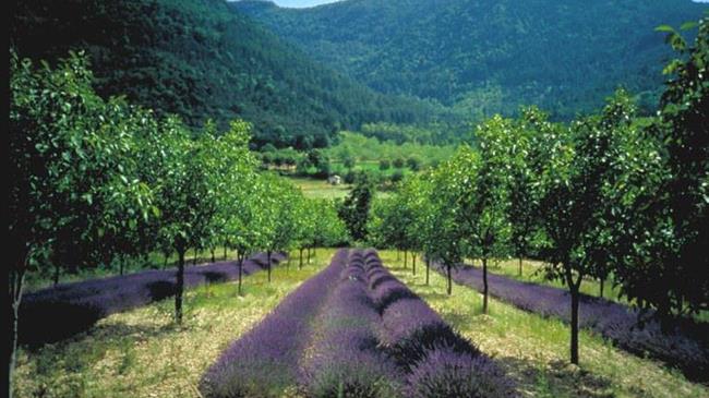 Αγροδασοκομία: Οι αγρότες χρειάζονται οικονομική διαβεβαίωση