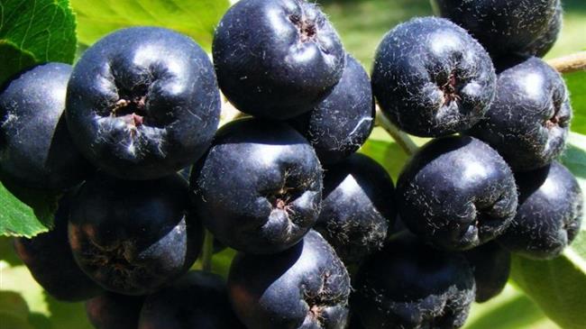 Εορδαία: Ξεκίνησε η συγκομιδή της αρώνιας