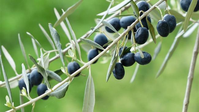 Κρήτη: Συνάντηση για ελαιοκομική περίοδο και προστασία από τον δάκο