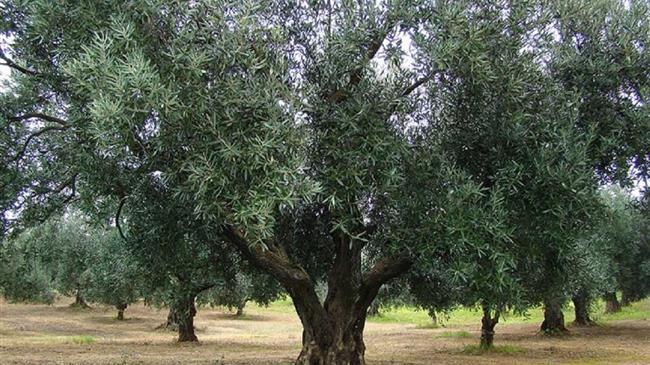 Θεσσαλονίκη: Η κλιματική κρίση απειλεί την ελιά Χαλκιδικής