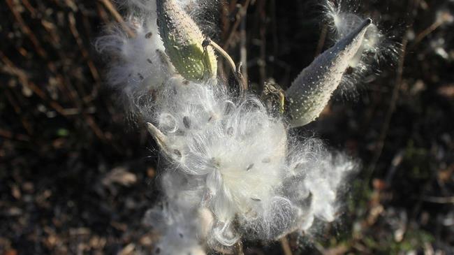 Βαμβακοπαραγωγοί: Αγωνία για τις πληρωμές, "μάχη" δηλώσεων στη Βουλή