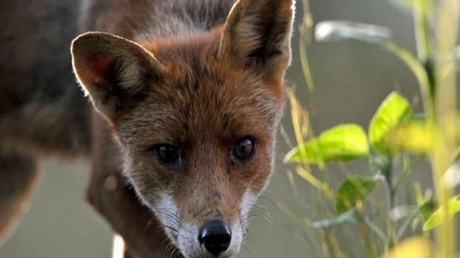 Αντιλυσσικός εμβολιασμός αλεπούδων: Από την Παρασκευή οι ρίψεις δολωμάτων σε Μακεδονία και Θράκη