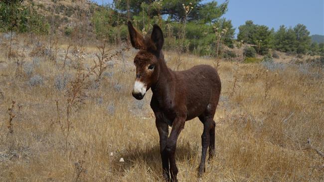 Καρπενήσι: Στο εδώλιο 80χρονη γιατί δεν είχε κόψει τα νύχια στο γαϊδούρι της