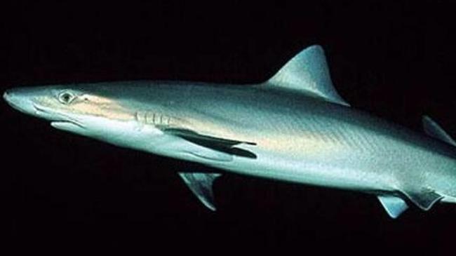 Γαλέο 6 μέτρων ψάρεψαν στη Σκόπελο