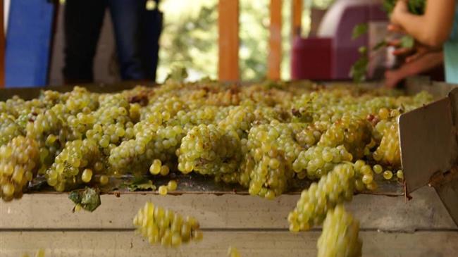 Συμπλήρωση και υποβολή δηλώσεων συγκομιδής σταφυλιών οινοποιήσιμων ποικιλιών αμπέλου για το έτος 2022