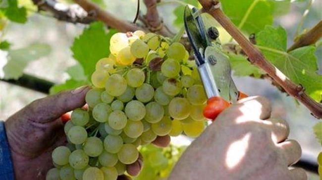 Δηλώσεις συγκομιδής σταφυλιών οινοποιήσιμων ποικιλιών αμπέλου