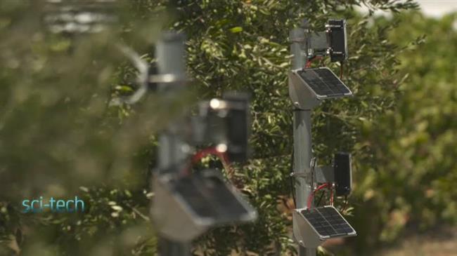 Έξυπνη καλλιέργεια: επανάσταση για την παραδοσιακή παραγωγή ελιάς στη Κρήτη
