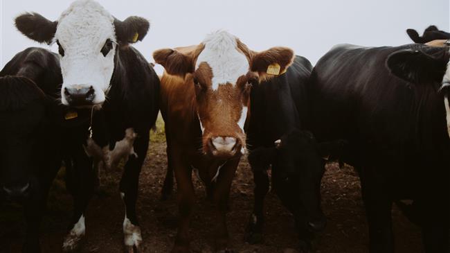 Σε απόγνωση οι αγρότες στην Ολλανδία με το σχέδιο για τη μείωση στις εκπομπές αζώτου και αμμωνίας